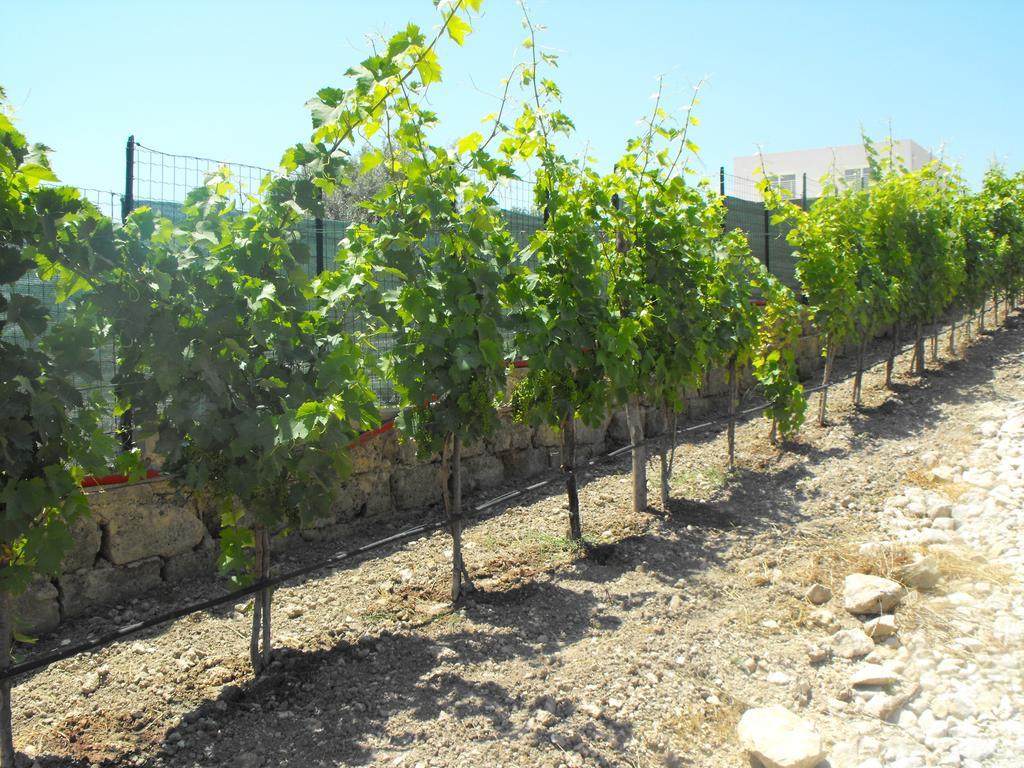 Agriturismoeloropizzuta Lido di Noto Экстерьер фото